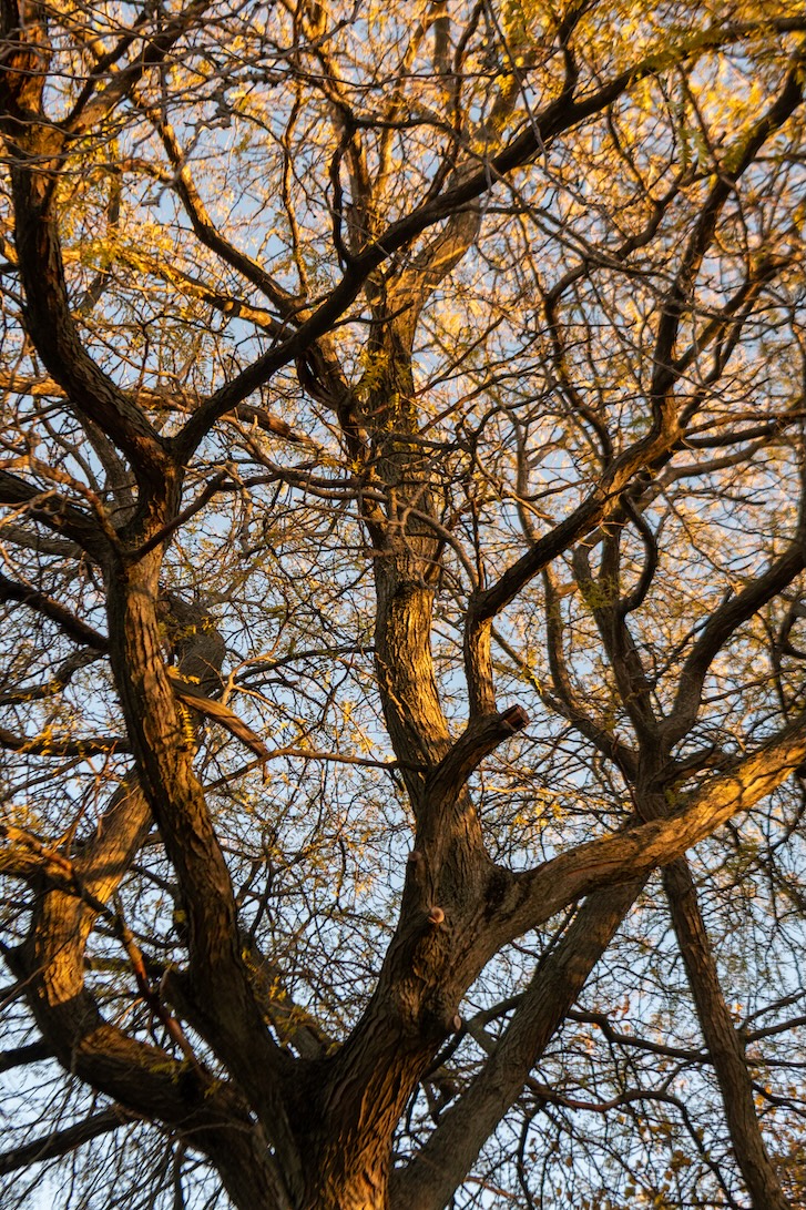 Thornless Honeylocust
